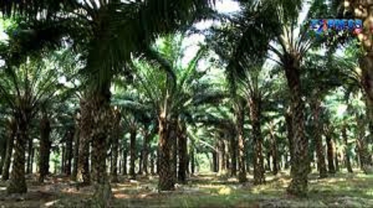 YASHWANT AGRO FARMS LLP